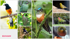 8 Jenis Burung Yang Sering Diperlombakan