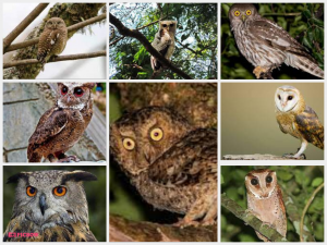 Mengenal 8 Jenis Burung Hantu