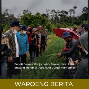 Bupati Dosmar Banjarnahor Tinjau Lahan Petani Bawang Merah di Desa Huta Gurgur Humbahas