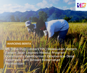 PT. Toba Pulp Lestari(TPL) Melakukan Sistem Tanam Jajar Legowo Melalui Program Community Development Dibeberapa Desa Kelompok Tani Binaan Kecamatan Parmaksian