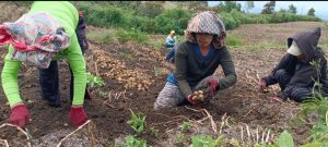 Food Estate Humbahas Tingkatkan Perekonomian Warga Usai Ciptakan Lapangan Pekerjaan Di Desa Ria-ria