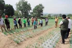 Bupati Humbahas Tinjau Pertanaman Bawang Merah Bantuan BI Di Desa Dolokmargu