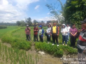 Bhabinkamtibmas Polsek Siantar Marihat Pantau Program Mina Padi