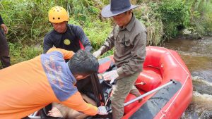 Tiga Hari Dalam Pencarian Orang Hanyut,Wakil Bupati Humbahas Ikut Terjun Untuk Melakukan Pencarian