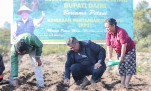 Bupati Dairi Bersama Petani Tanam Kentang di Parbuluan