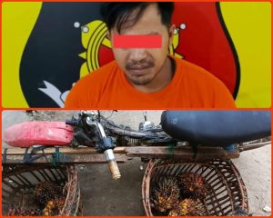 Unit Reskrim Polsek Kualuh Hulu, Bekuk Pencuri Dan Penadah Buah Sawit