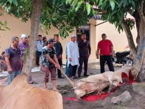 Merayakan Idul Adha 1445 H, Wakapolres Labuhanbatu Pimpin Penyembelihan Hewan Kurban