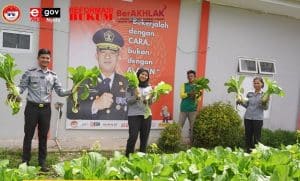 Rutan Humbahas Gelar Panen Sawi Hasil WBP