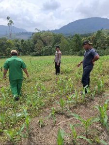 Polres Pakpak Bharat Tinjau Perkembangan Jagung di Lahan Tumpang Sari untuk Dukung Ketahanan Pangan