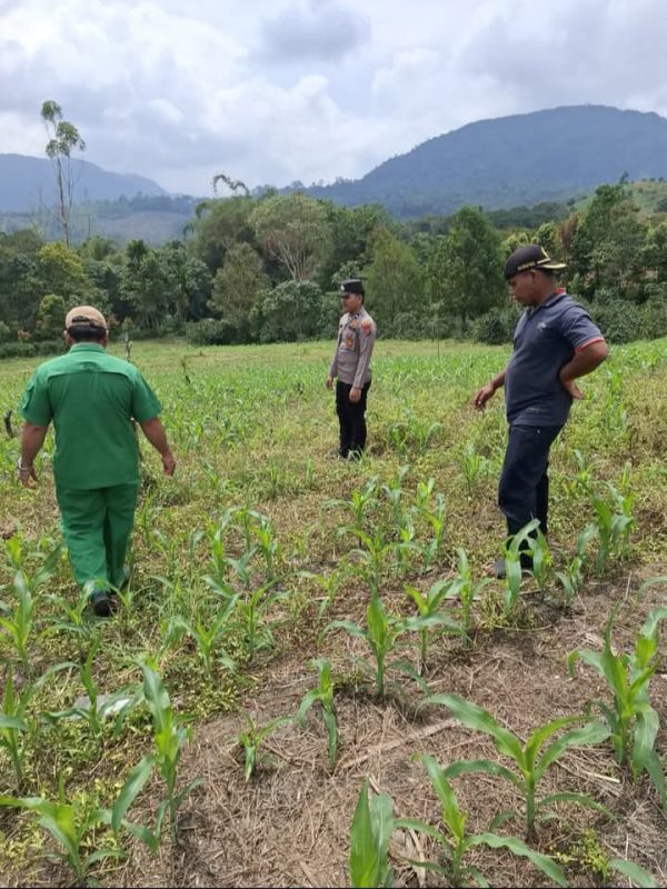 Polres Pakpak Bharat Tinjau Perkembangan Jagung di Lahan Tumpang Sari untuk Dukung Ketahanan Pangan