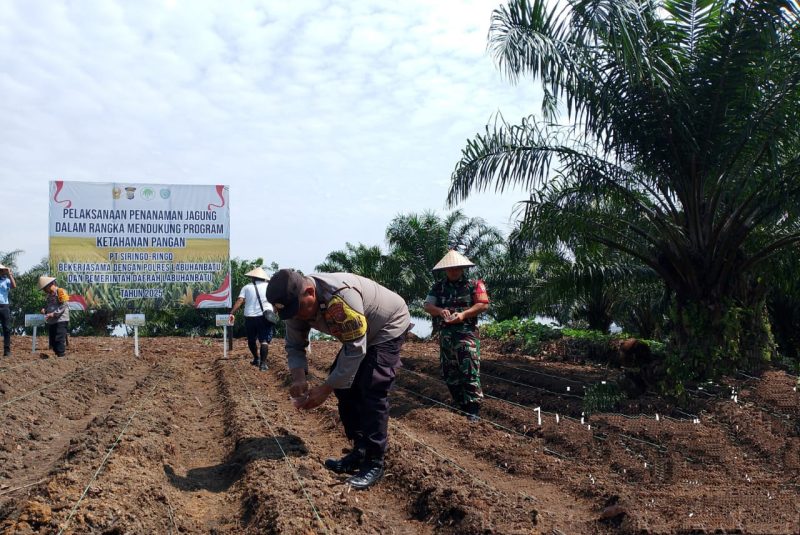 Polres Labuhanbatu Kembali Laksanakan Penanaman Jagung di Perkebunan PT Siringo-ringo