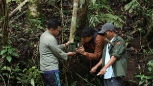 Kembali Gegerkan Masyarakat, Dugaan Jejak Kaki Harimau, Pemkab Dairi dan BBKSDA Pasang Kamera Trap
