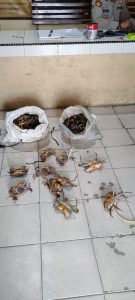 Pencuri Kepiting yang Terekam CCTV di Sergai, Dibekuk Polisi dalam Hitungan Jam