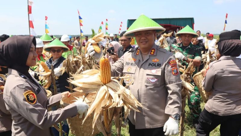 Polres Labuhanbatu Laksanakan Panen Raya Jagung Serentak di Labura untuk Dukung Ketahanan Pangan