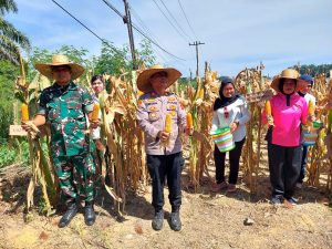 Polsek Bilah Hulu Gelar Panen Raya Jagung Serentak Dukung Ketahanan Pangan Nasional