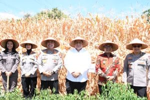 Kapolda Sumut Bersama Bupati dan Wabup Samosir Gelar Panen Perdana Jagung