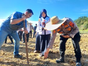 Polsek Bilah Hulu Tanam Jagung Serentak, Wujud Nyata Dukung Swasembada Pangan 2025