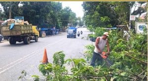Cegah Bahaya di Jalan, Pemkab Labuhanbatu Pangkas Pohon Pelindung Rawan Tumbang