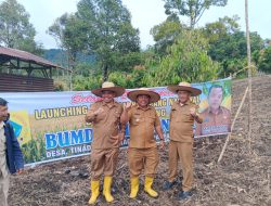 BUMDes Tinada Mulai Tanam Jagung, Dorong Ketahanan Pangan Desa