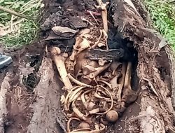 Heboh! Kerangka Manusia Ditemukan dalam Batang Pohon Aren