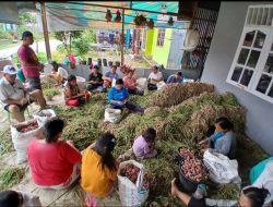 Gotong Royong Petani Siempat Rube, Panen Bawang Merah Capai Ratusan Kilogram