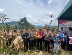 Polres Pakpak Bharat Gelar Panen Raya Jagung Serentak Dorong Swasembada Pangan