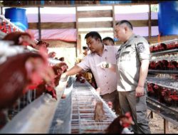 Bupati Pakpak Bharat Tinjau Peternakan Ayam BUMDes Arih Mersada di Penanggalan Binanga Boang