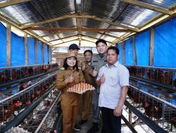 Bupati Franc Tumanggor Tinjau Peternakan Ayam BUMDes Rebbak Nduma di Salak II