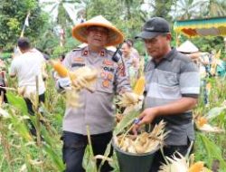 Polres Labuhanbatu Gelar Panen Jagung Serentak, Perkuat Ketahanan Pangan 2026