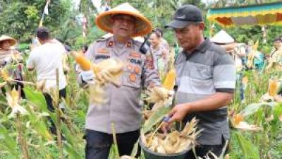 Polres Labuhanbatu Gelar Panen Jagung Serentak, Perkuat Ketahanan Pangan 2026