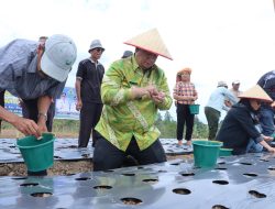 Menjawab Kepercayaan Pusat, Bupati Samosir Tanam Bawang Putih Bantuan Kementan bersama Kelompok Tani