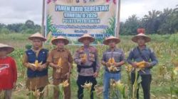 Polsek Pangkalan Kuras Panen Raya Jagung Kuartal II