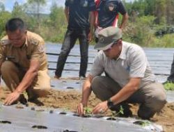 Bupati Taput Hadiri Tanam Serentak Tomat dan Cabai di Parmonangan