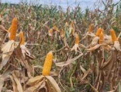 Polsek Pangkalan Kuras Matangkan Panen Raya Jagung Serentak Kuartal II