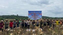 Panen Raya Jagung di Pelalawan, Polri dan Petani Perkuat Ketahanan Pangan