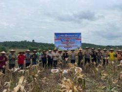 Panen Raya Jagung di Pelalawan, Polri dan Petani Perkuat Ketahanan Pangan