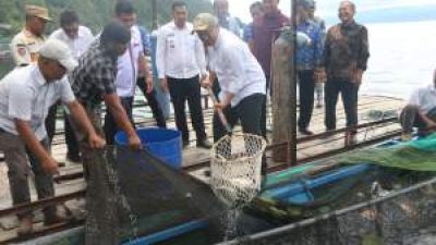 Wabup Taput Panen Raya Ikan Nila BUMDes Saurdot