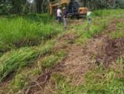 Ribuan Sawit Warga Labuhanbatu Dirusak, Dugaan Mafia Tanah Menguat