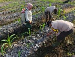 Polsek Kuala Kampar Dampingi Petani Jagung Dukung Ketahanan Pangan