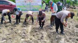 Polsek Ukui dan Petani Tanam Jagung 2 Hektar
