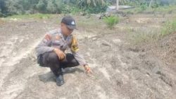 Pantau Ketahanan Pangan, Bhabinkamtibmas Ukui Cek Pertumbuhan Jagung Tumpang Sari
