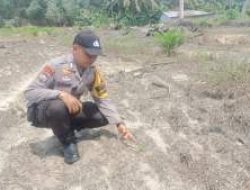 Pantau Ketahanan Pangan, Bhabinkamtibmas Ukui Cek Pertumbuhan Jagung Tumpang Sari