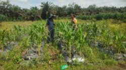 Bhabinkamtibmas Lubuk Ogung Sambangi Kebun Jagung Warga, Dukung Ketahanan Pangan Nasional