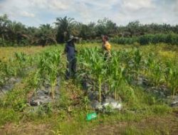 Bhabinkamtibmas Lubuk Ogung Sambangi Kebun Jagung Warga, Dukung Ketahanan Pangan Nasional