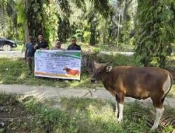 PT Musim Mas Salurkan 22 Sapi Qurban untuk Warga dan Pekerja