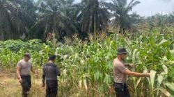Polsek Pangkalan Kuras Kawal Program Jagung, Tanaman Siap Panen