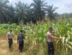 Polsek Pangkalan Kuras Kawal Program Jagung, Tanaman Siap Panen
