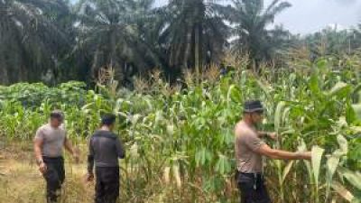 Polsek Pangkalan Kuras Kawal Program Jagung, Tanaman Siap Panen