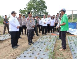 Wujudkan Swasembada Pangan Nasional, Bupati Samosir Bersama Kapolda Sumut Tinjau Lokasi Penanaman Bawang Putih di Kecamatan Simanindo