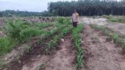 Kebun Jagung TKD Kampung Baru Tumbuh Optimal di Musim Kemarau, Dukung Ketahanan Pangan Nasional